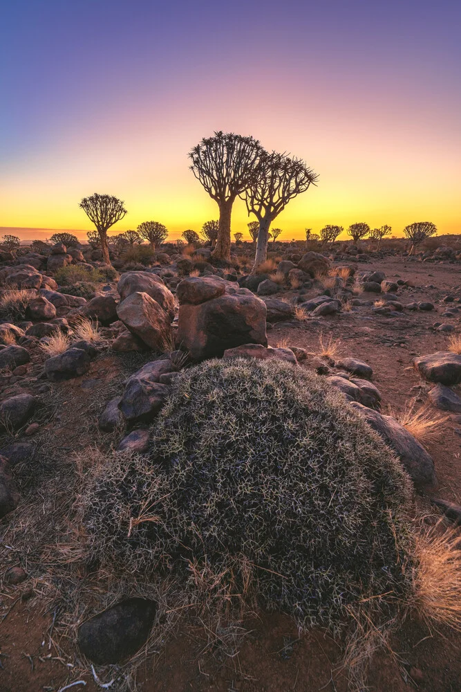 Namibia Quiver Tree Forest Goldene Stunde - Fineart photography by Jean Claude Castor