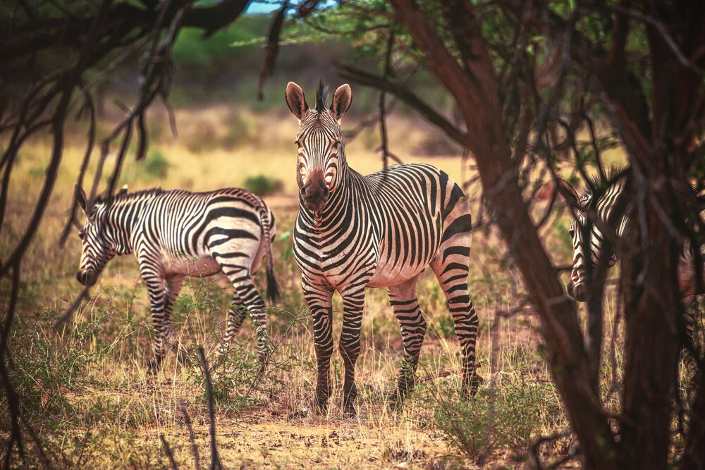 Namibia Etosha Zebras - Fineart photography by Jean Claude Castor