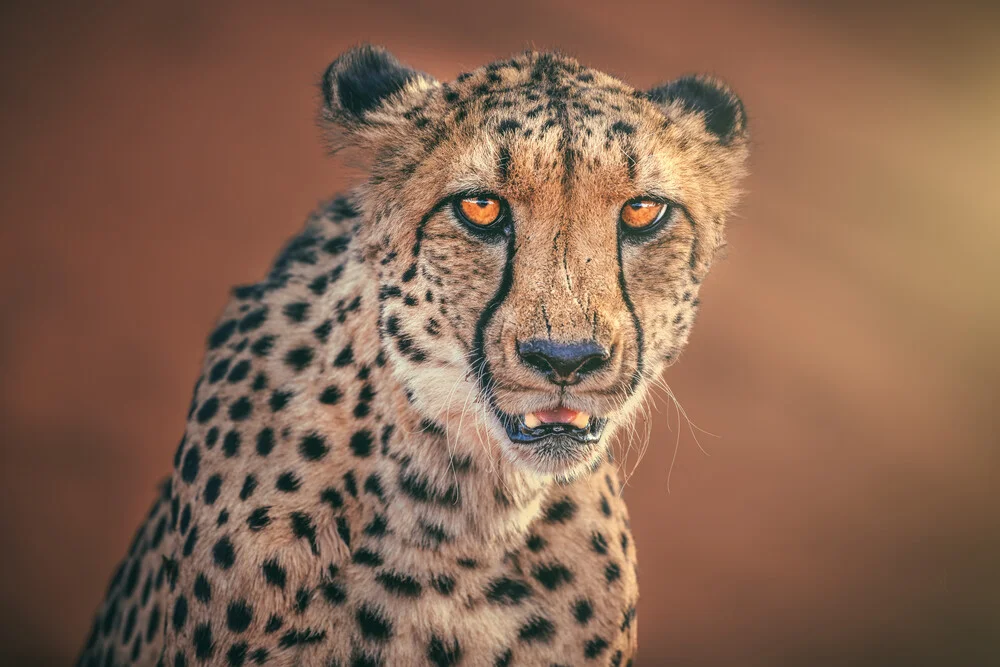 Namibia Portrait eines Geparden - fotokunst von Jean Claude Castor