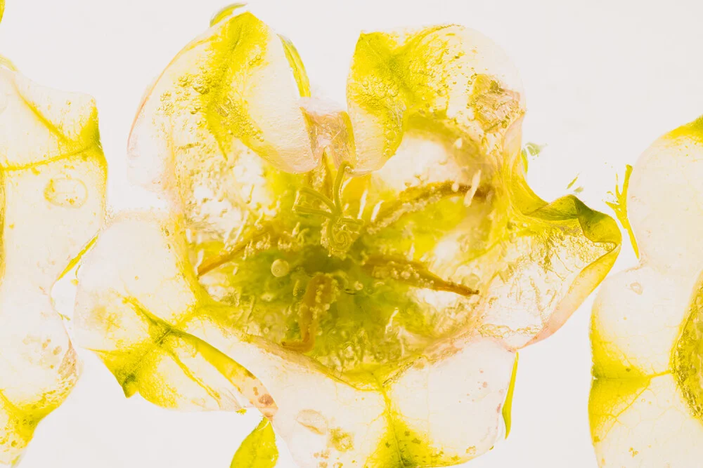 Glockenblume in kristallklarem Eis - fotokunst von Marc Heiligenstein