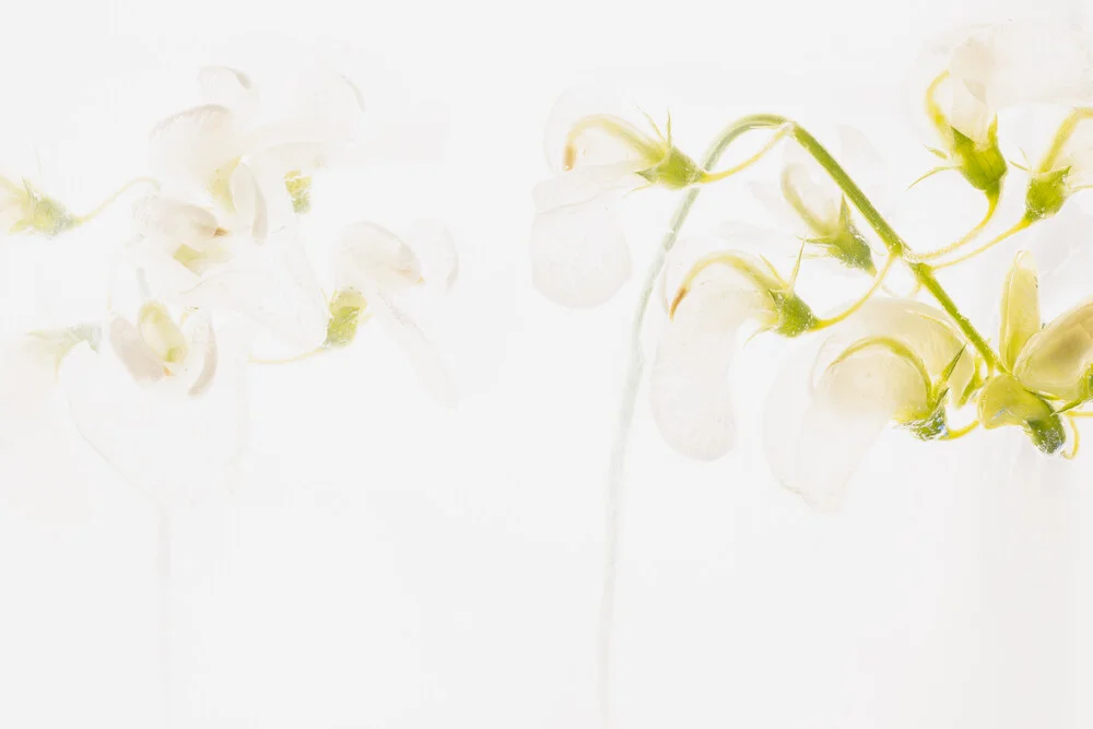 White vicia in ice 3 - Fineart photography by Marc Heiligenstein