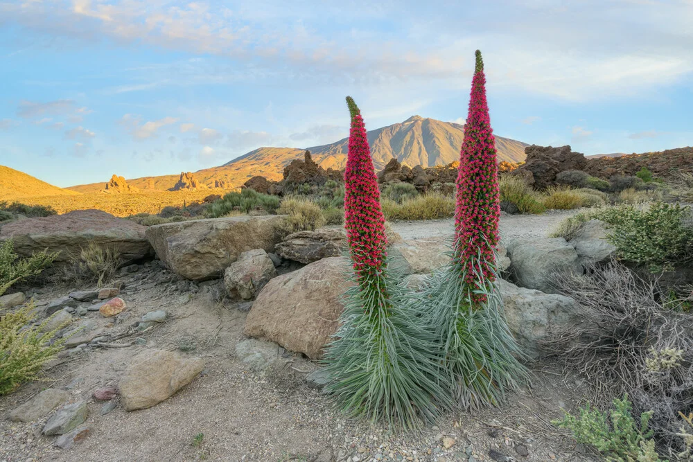 Teneriffa blühende Natternköpfe im Teide Nationalpark - fotokunst von Michael Valjak