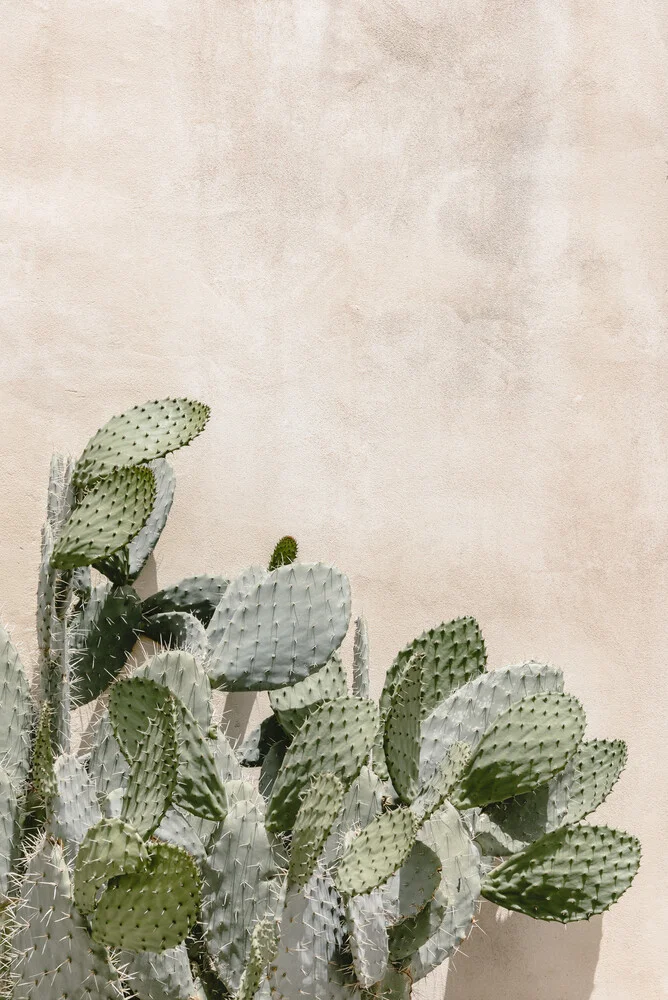 Cactus on the wall - Fineart photography by Photolovers .