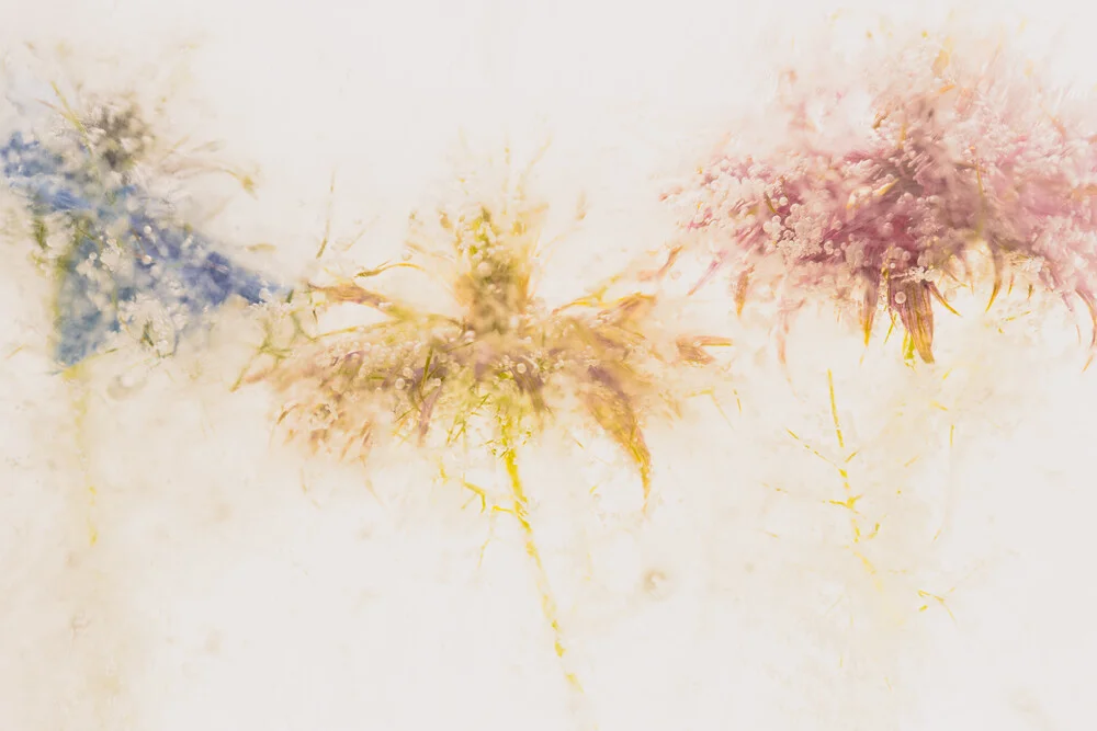 Love-in-a-mist in crystal clear ice 3 - Fineart photography by Marc Heiligenstein