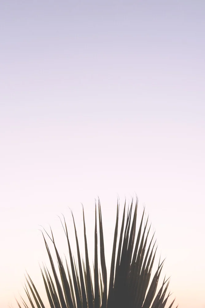 Cactus and a purple sky - Fineart photography by Photolovers .