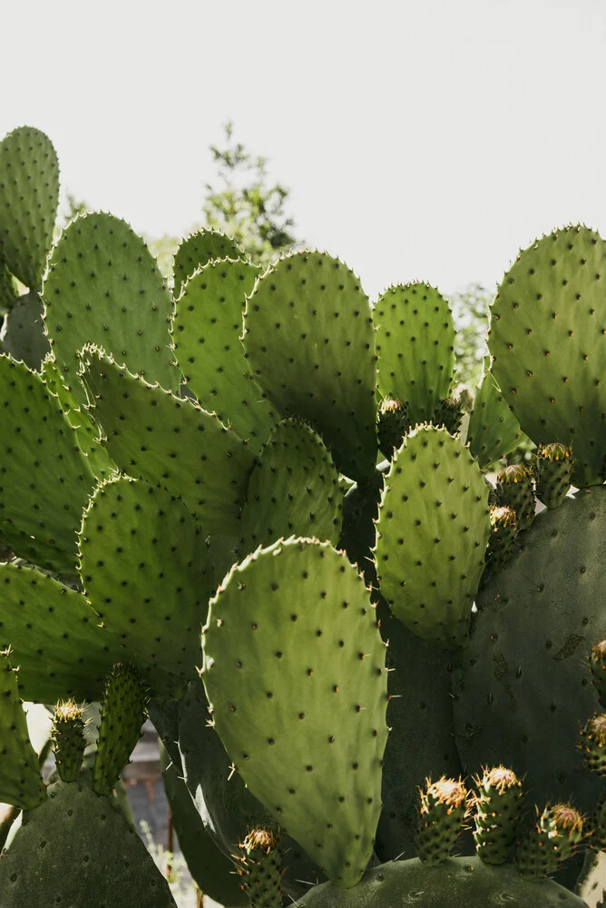 Cactus in the streets of Calabria - fotokunst von Photolovers .