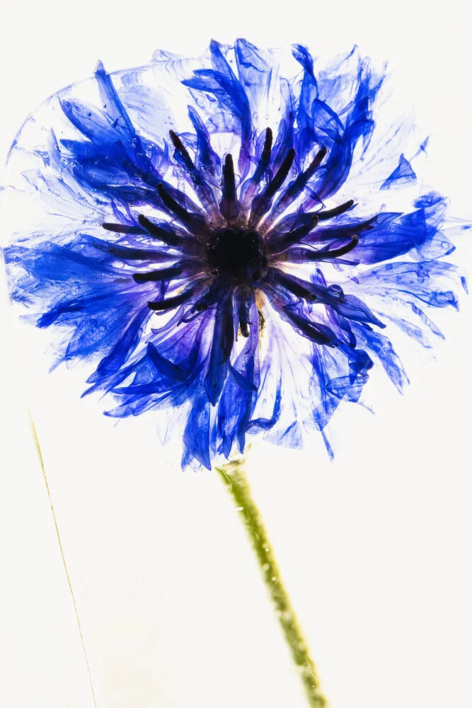 Cornflower in ice - Fineart photography by Marc Heiligenstein