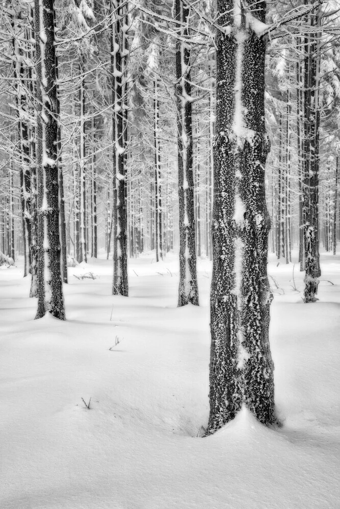 Winterwald - Tief verschneite Ardennen - fotokunst von Rolf Schnepp