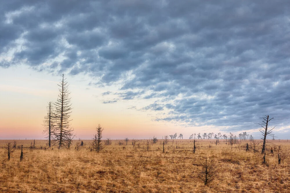 Morgenstimmung im Hohen Venn - Wunderschöne Ardennen - fotokunst von Rolf Schnepp