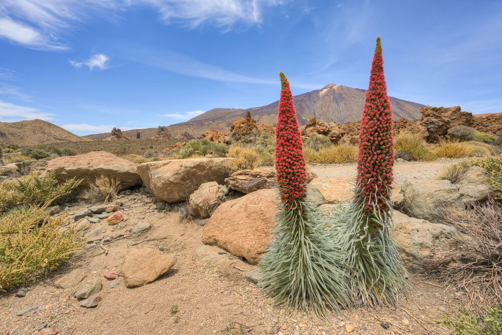 Flowering viper's bugloss in the Teide National Park on Tenerife - Fineart photography by Michael Valjak