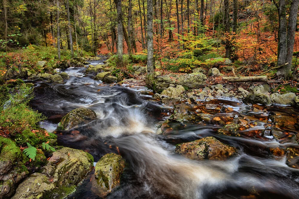 Herbst an der Hoëgne - Wandern in den Ardennen - fotokunst von Rolf Schnepp