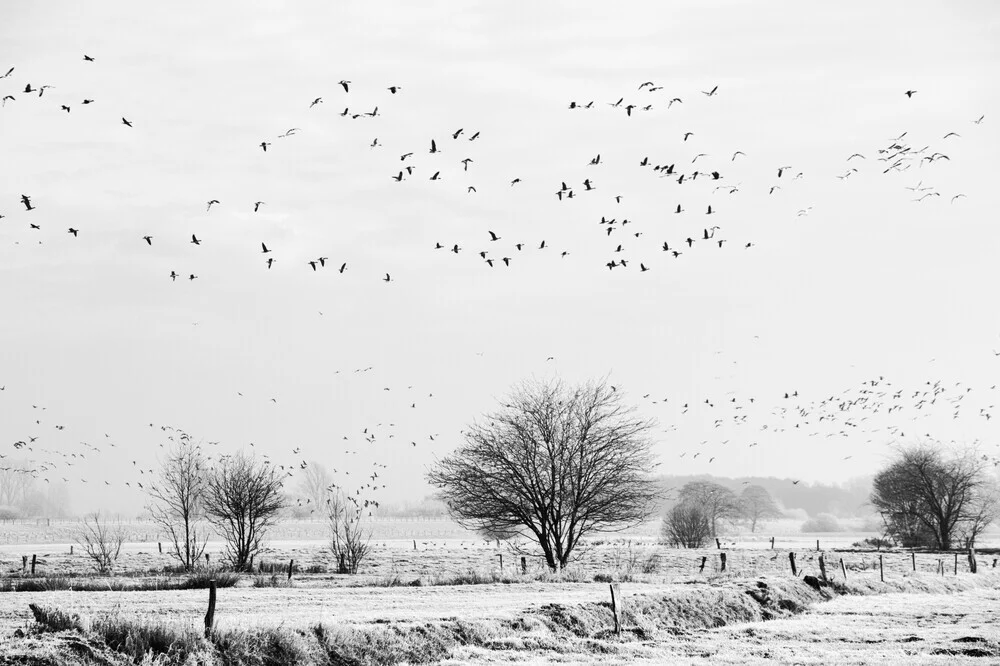 Der Flug - fotokunst von Manuela Deigert