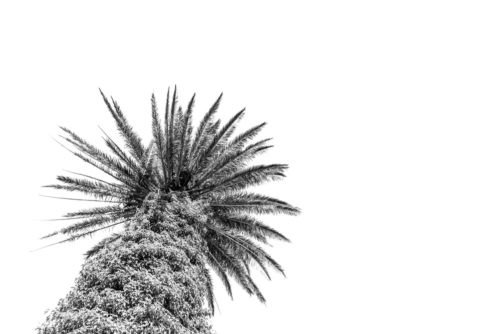 Palm tree - fotokunst von Photolovers .