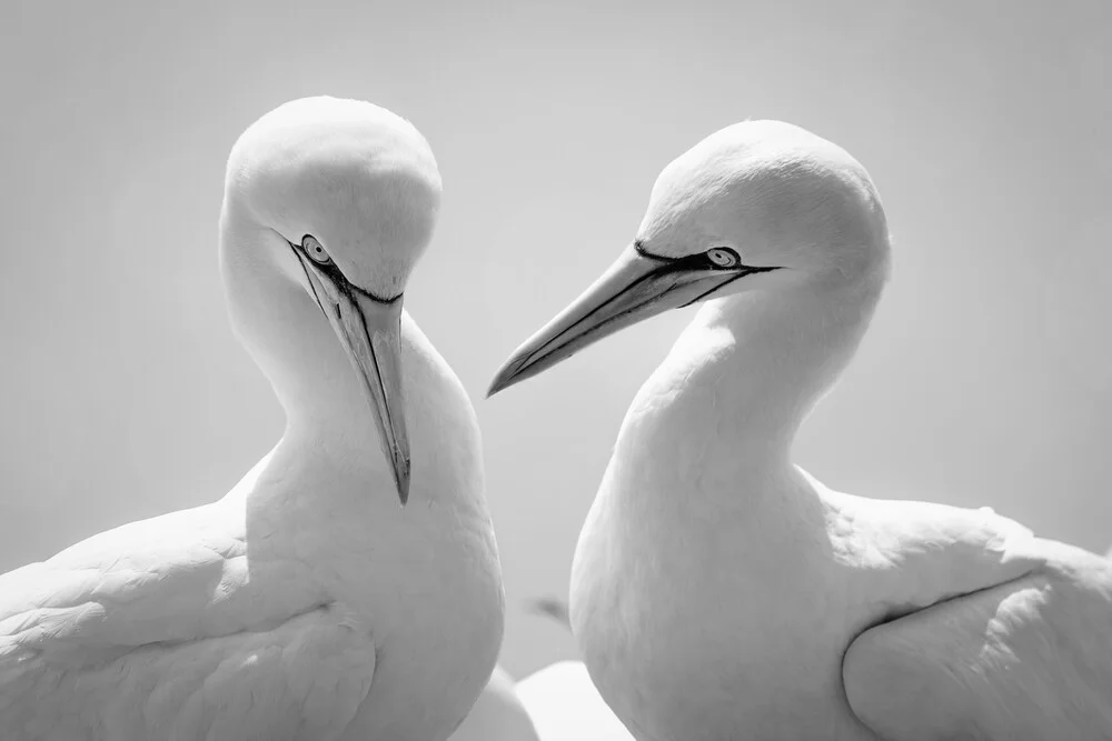 Basstölpel 1 - fotokunst von Dennis Wehrmann