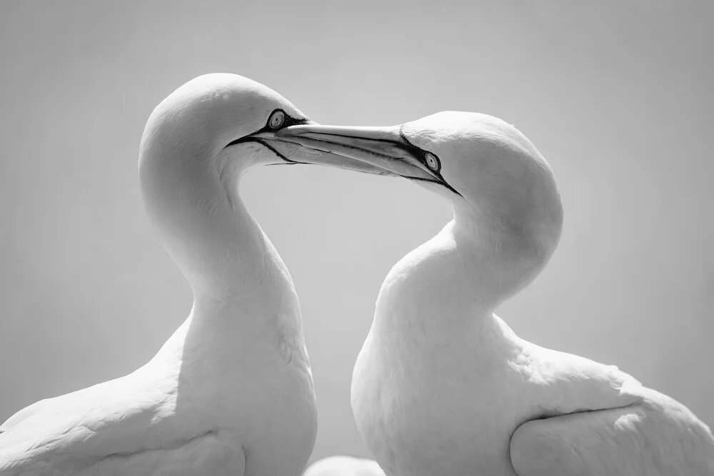 Basstölpel 6 - fotokunst von Dennis Wehrmann