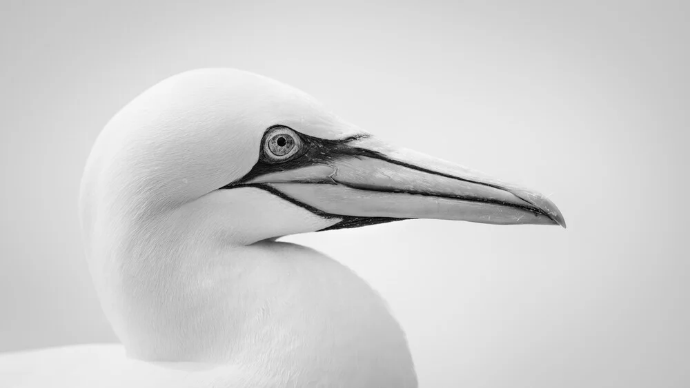 Basstölpel 13 - fotokunst von Dennis Wehrmann