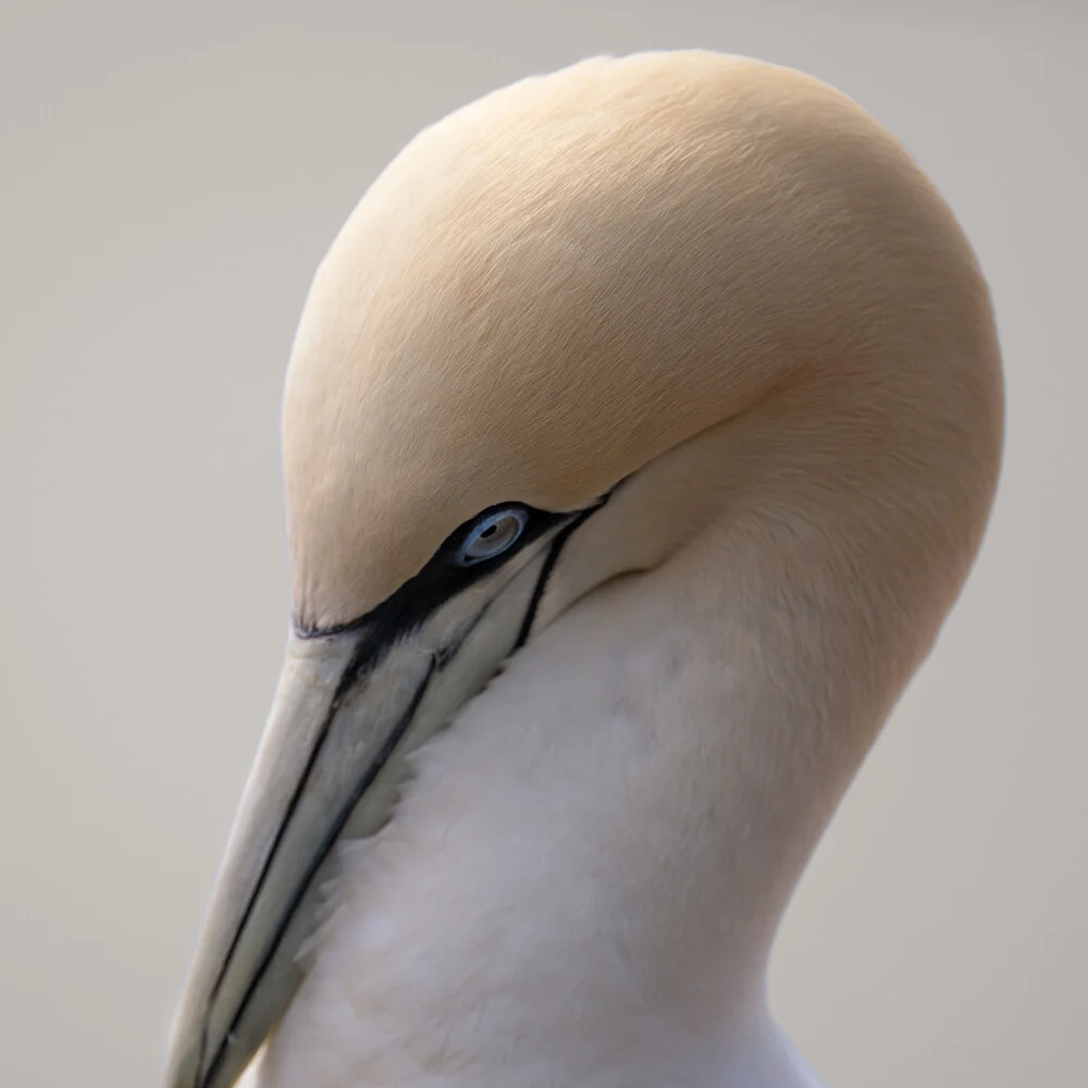 Northern Gannet 15 - Fineart photography by Dennis Wehrmann