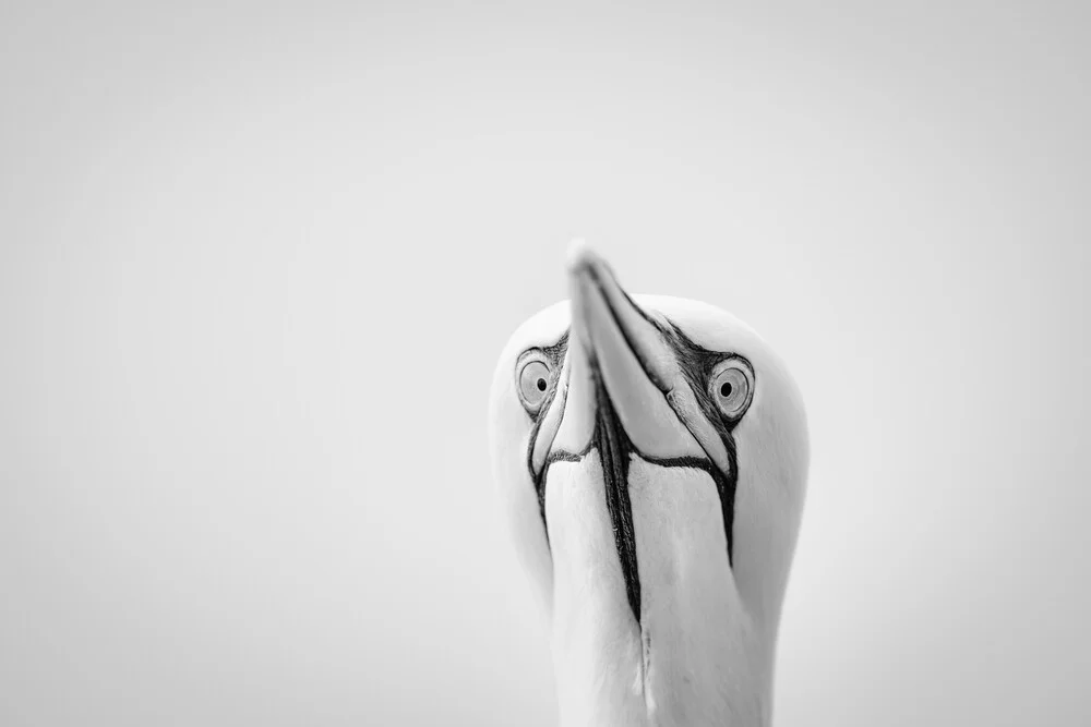 Northern Gannet 17 - Fineart photography by Dennis Wehrmann