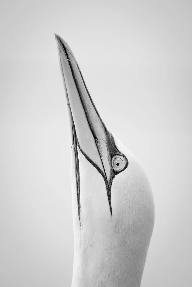 Northern Gannet 18 - Fineart photography by Dennis Wehrmann