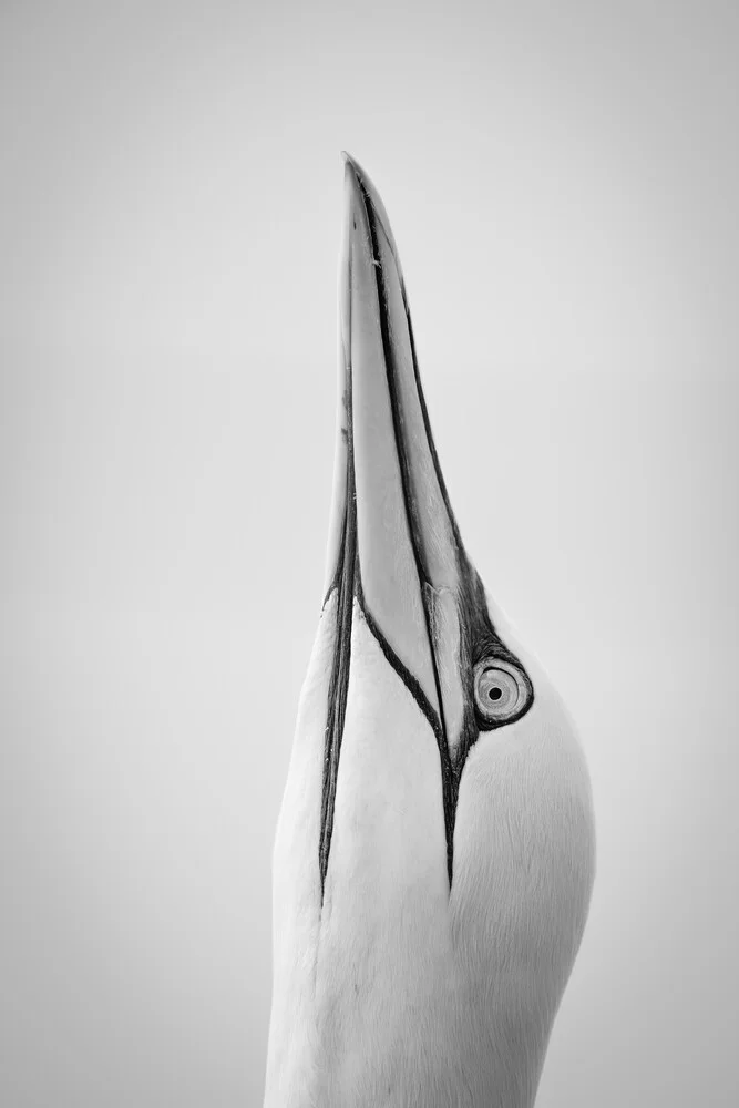 Northern Gannet 19 - Fineart photography by Dennis Wehrmann