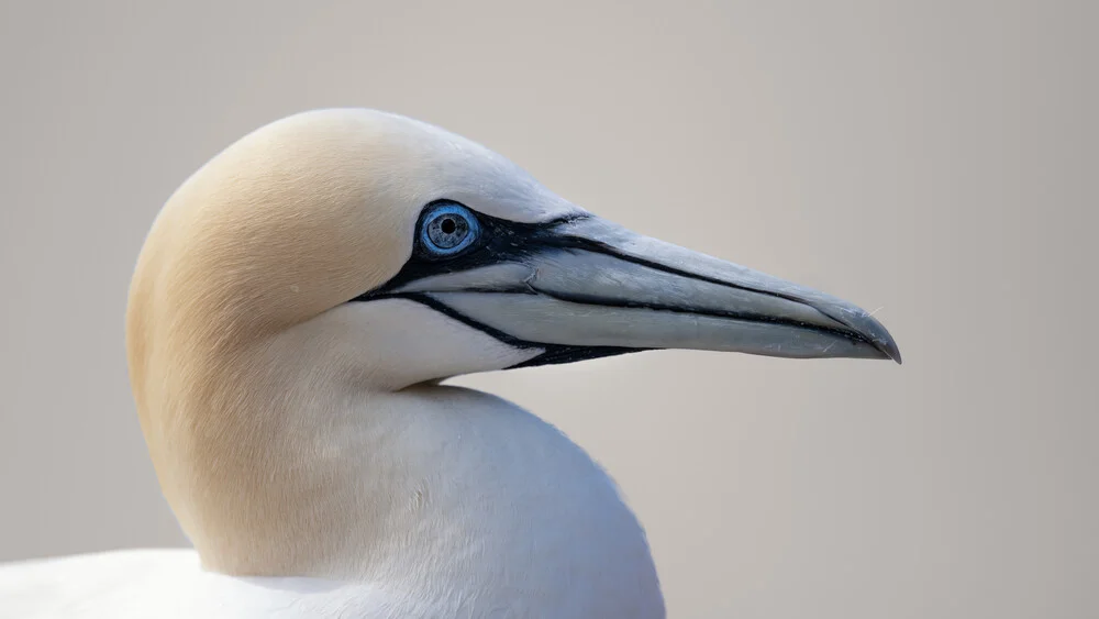 Northern Gannet 20 - Fineart photography by Dennis Wehrmann