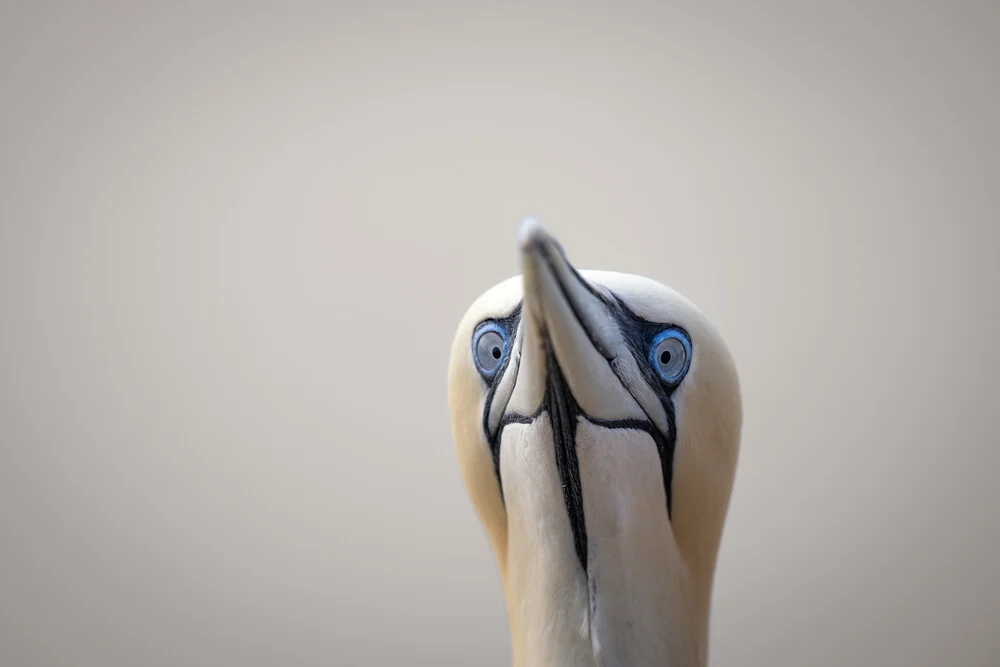 Basstölpel 21 - fotokunst von Dennis Wehrmann