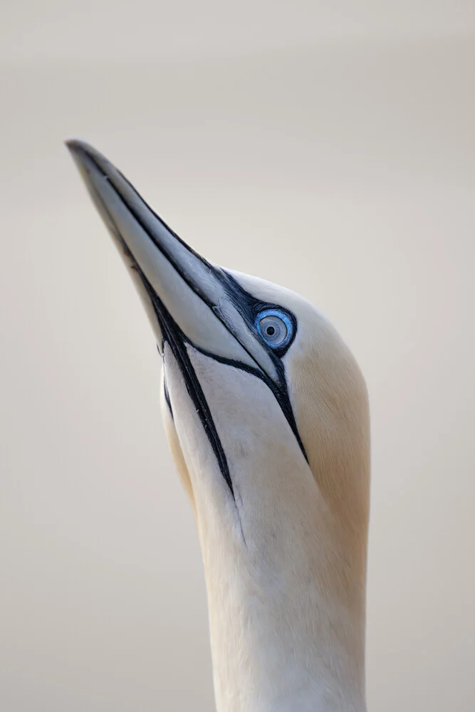 Basstölpel 22 - fotokunst von Dennis Wehrmann