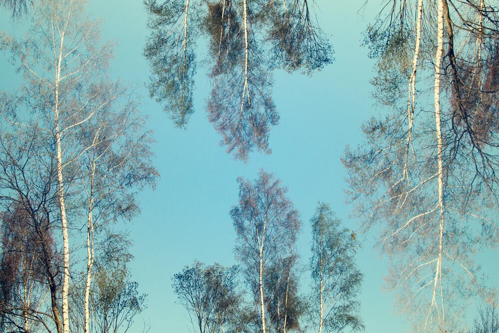 Birch trees doubled - Fineart photography by Nadja Jacke