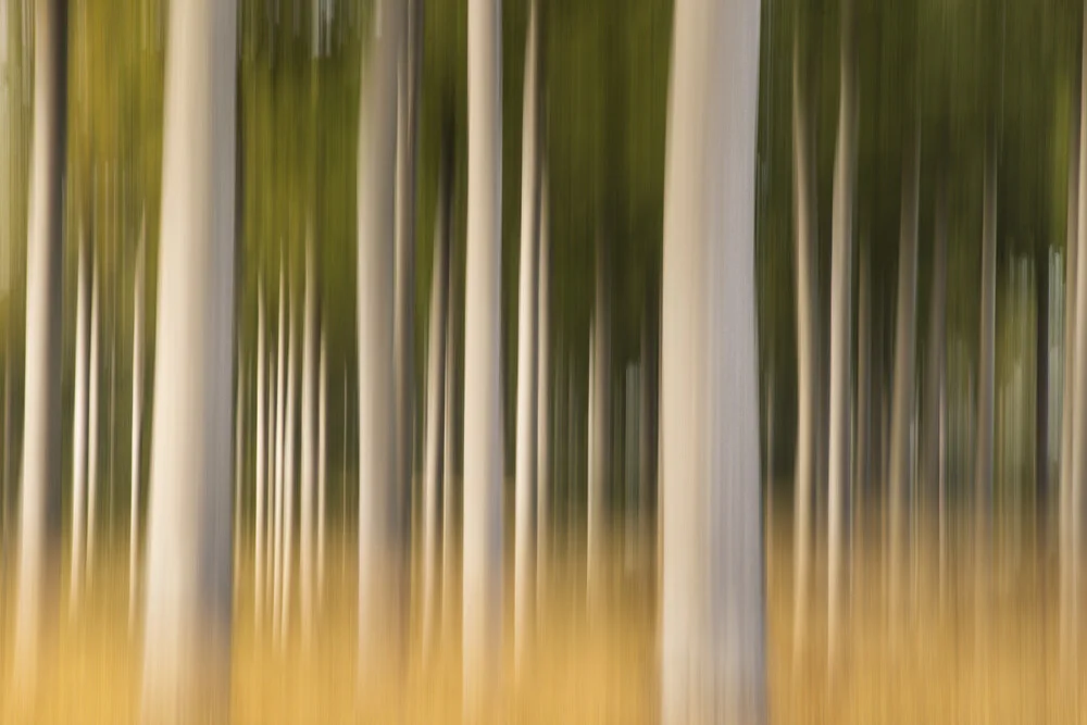 Beech trees blurred - Fineart photography by Nadja Jacke