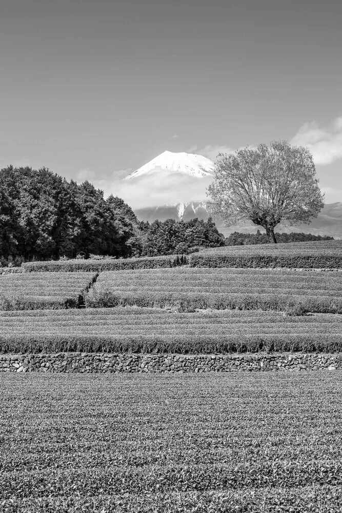 Idyllische Obuchi-Teeplantage mit Fuji in monochrom - fotokunst von Melanie Viola