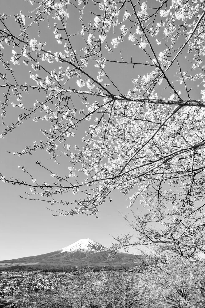 Charming view of Mount Fuji with cherry blossoms in monochrome - Fineart photography by Melanie Viola