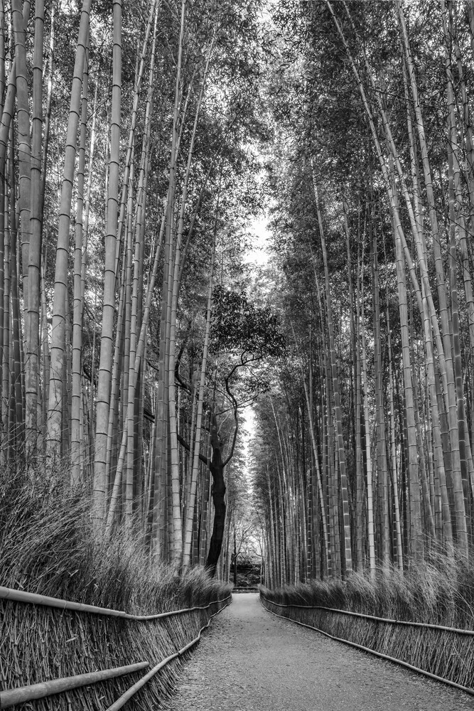 Gewaltiger Arashiyama Bambuswald in monochrom - fotokunst von Melanie Viola