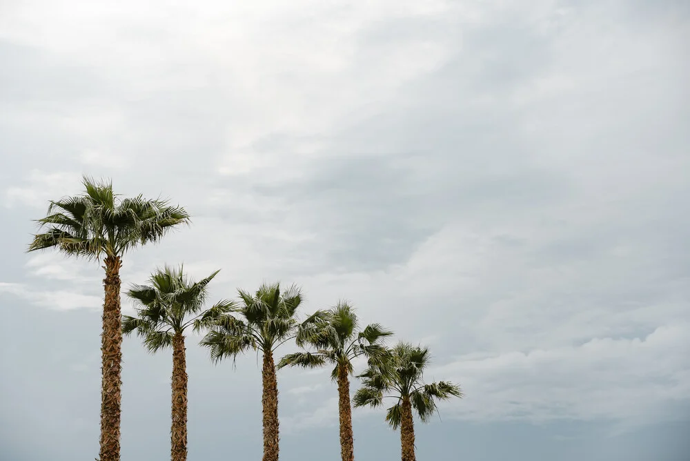 Palm trees in a row - fotokunst von Photolovers .