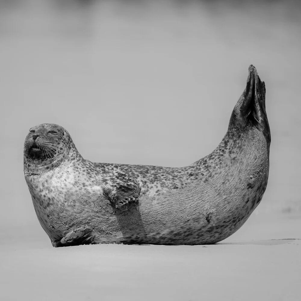 Grey Seal 2 - Fineart photography by Dennis Wehrmann