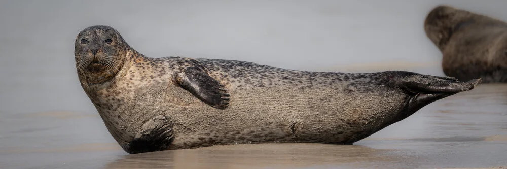 Grey Seal 6 - Fineart photography by Dennis Wehrmann