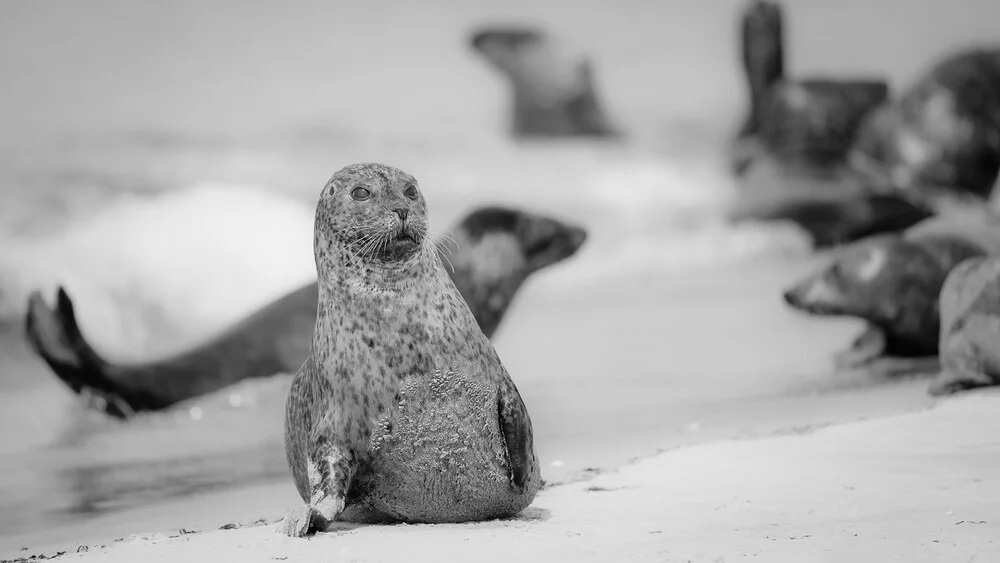 Grey Seal 7 - Fineart photography by Dennis Wehrmann