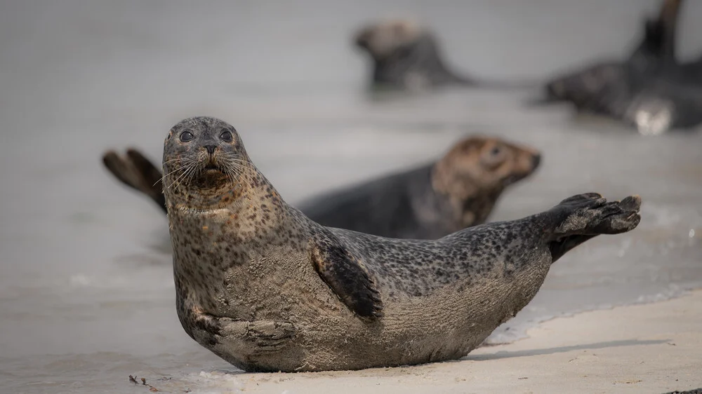 Grey Seal 8 - Fineart photography by Dennis Wehrmann