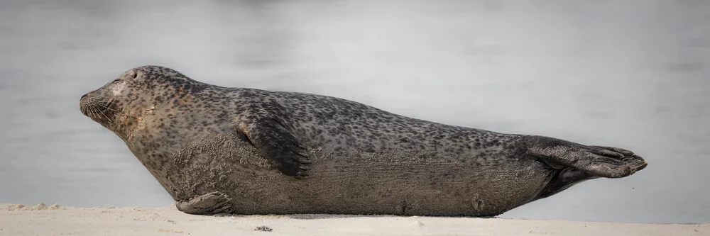 Grey Seal 9 - Fineart photography by Dennis Wehrmann