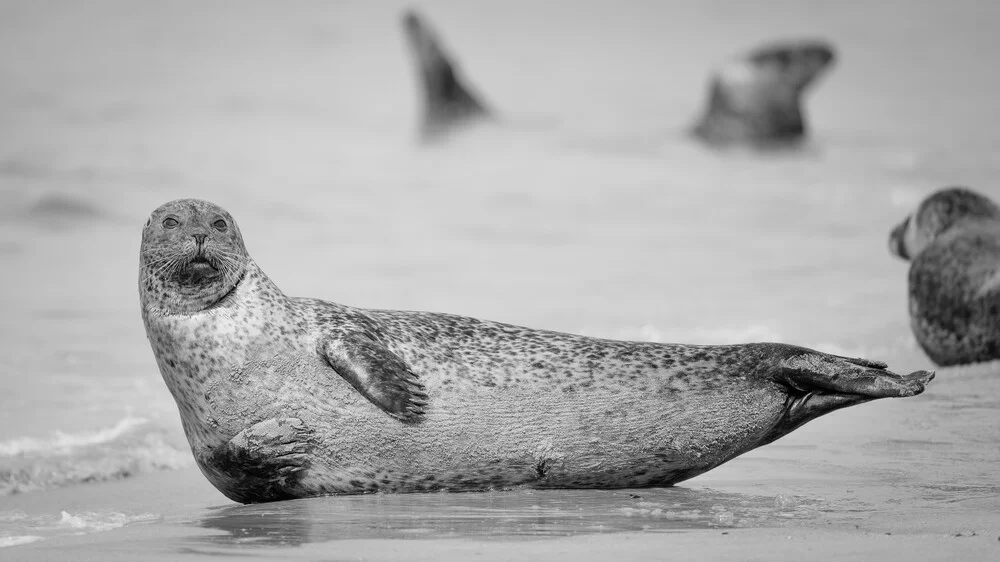 Grey Seal 10 - Fineart photography by Dennis Wehrmann