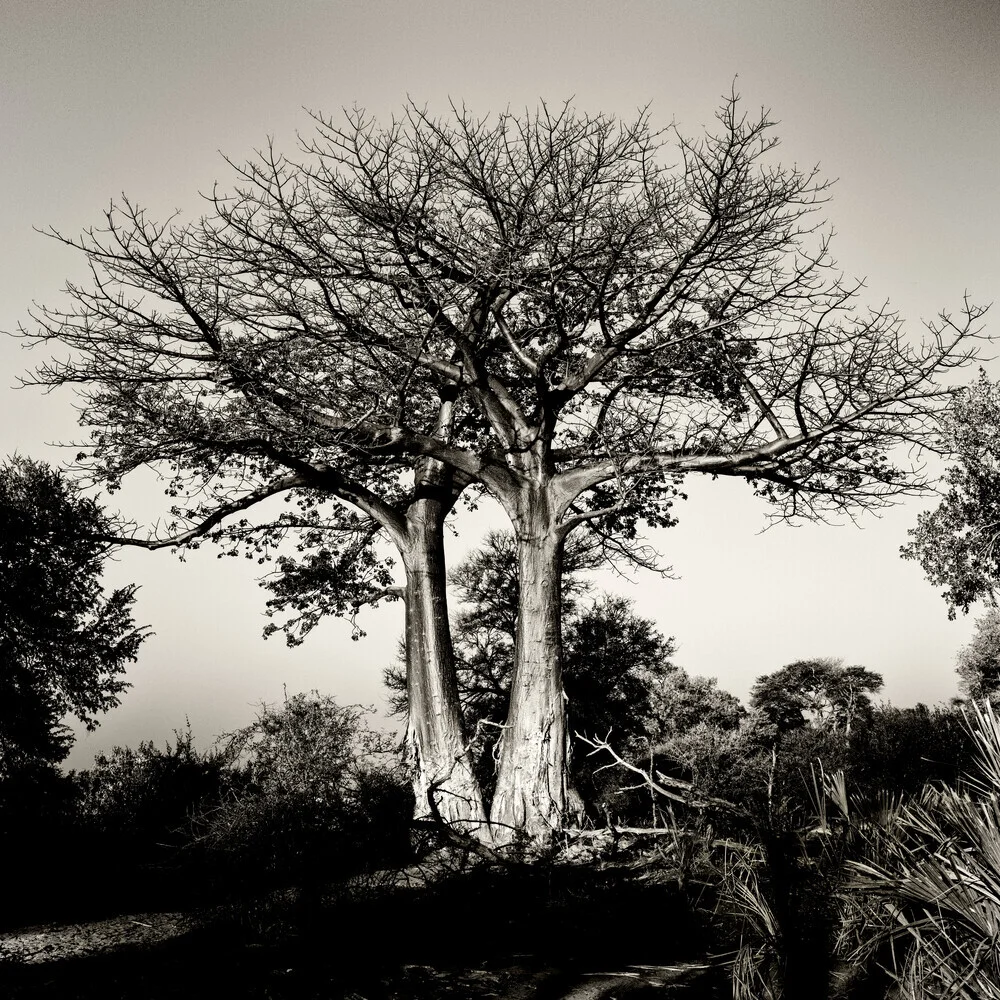 twinbaobab - Fineart photography by J. Daniel Hunger