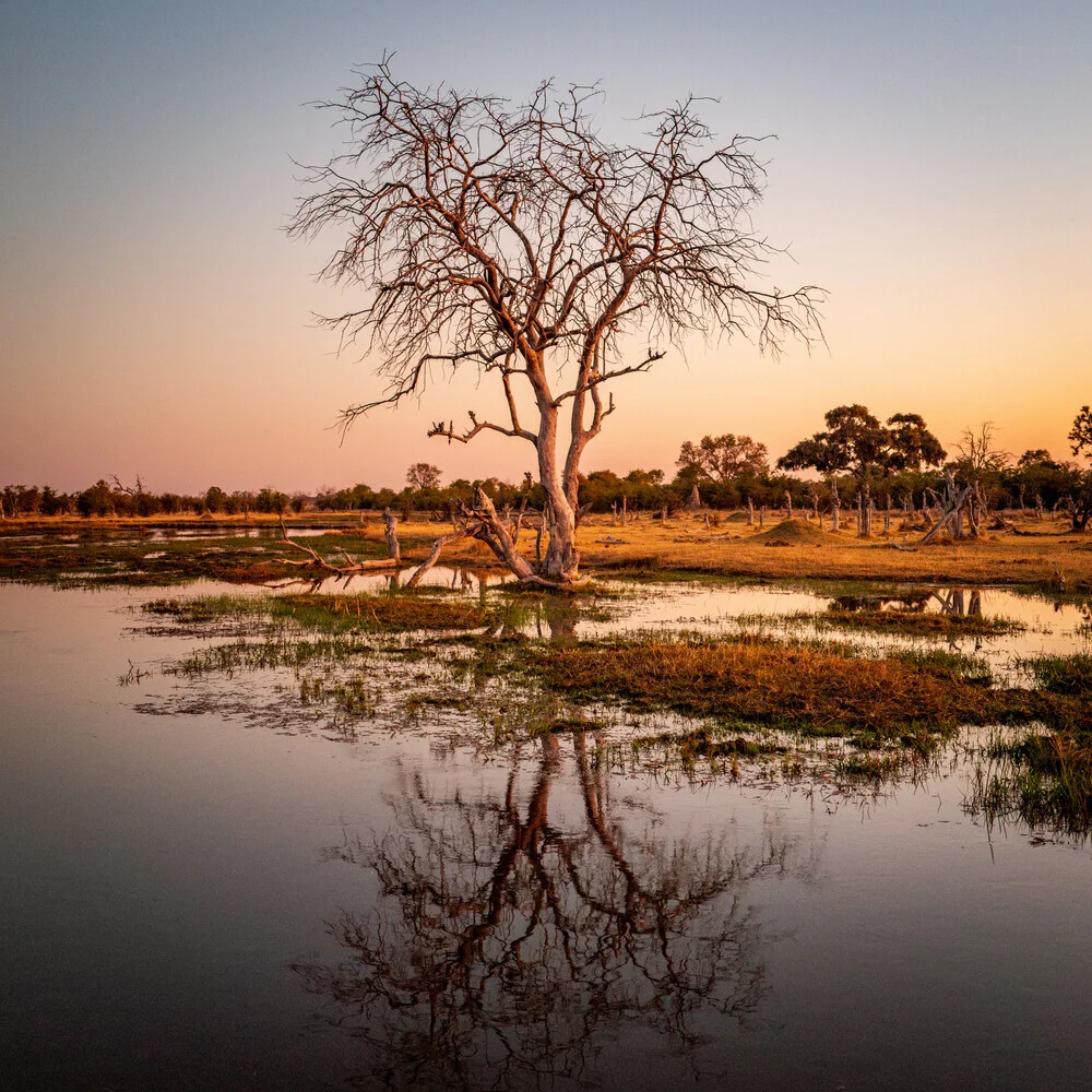 Okavango delta #3 - fotokunst von J. Daniel Hunger