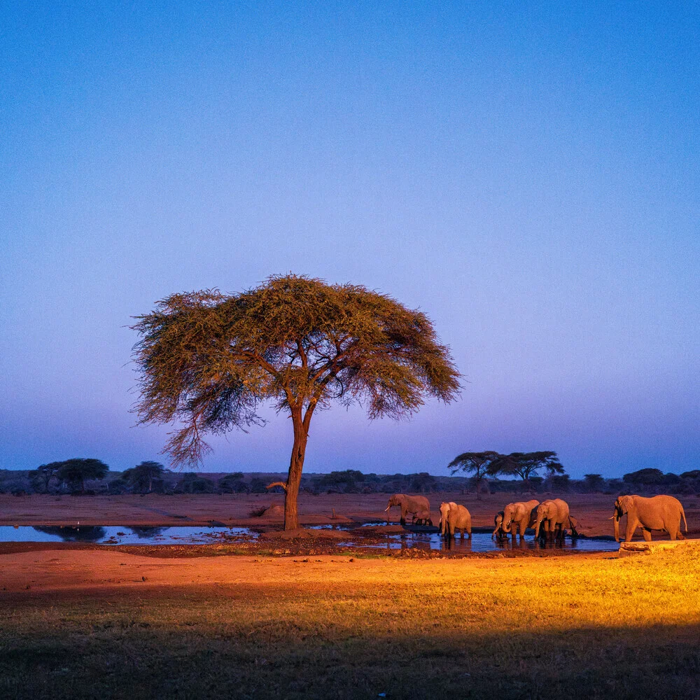 Chobe Nationalpark, Botsuana - fotokunst von J. Daniel Hunger