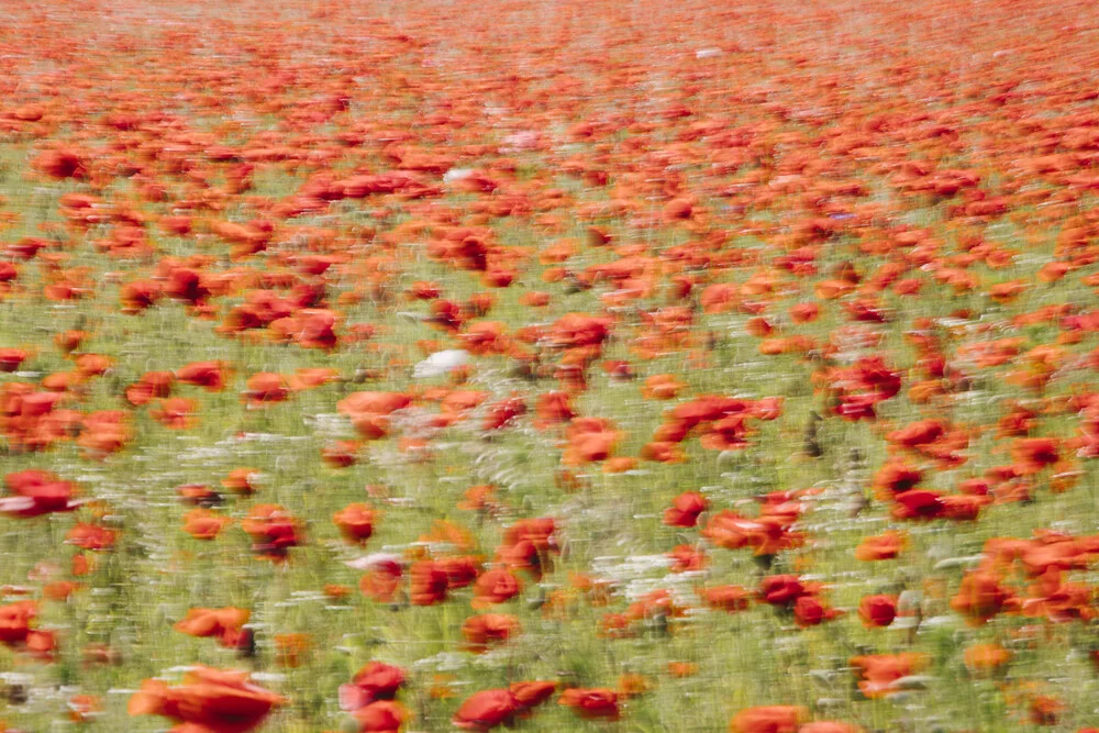 Poppy field with swing - Fineart photography by Nadja Jacke