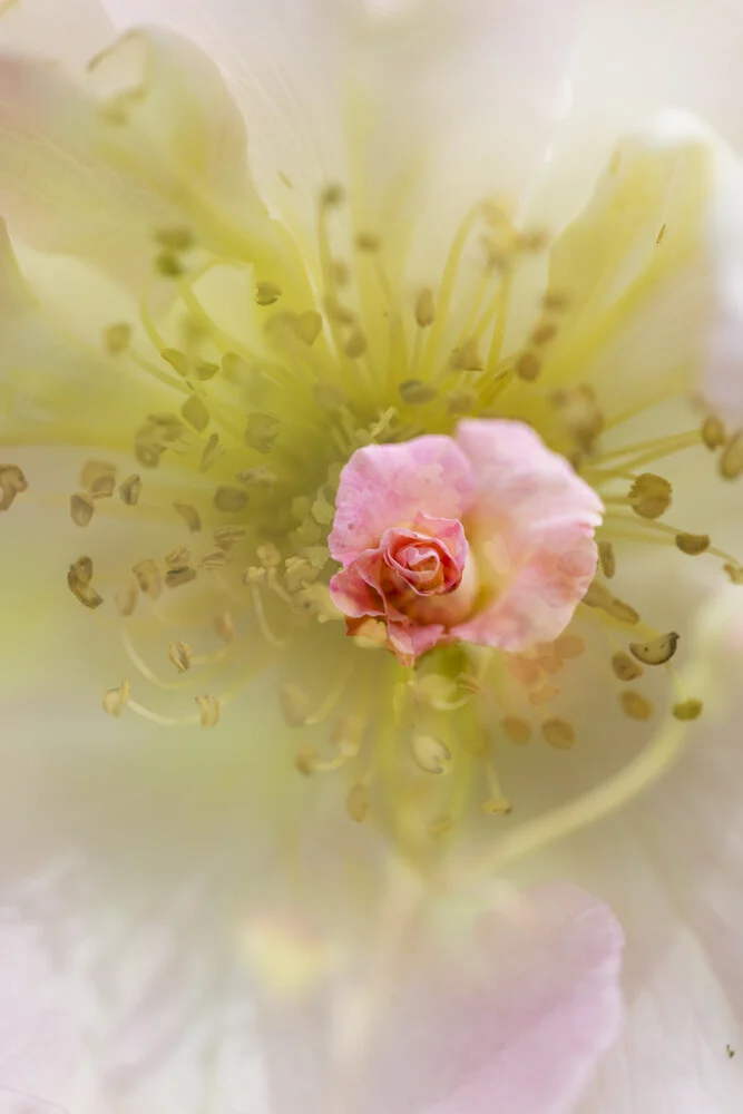 Rose blossoms double - Fineart photography by Nadja Jacke