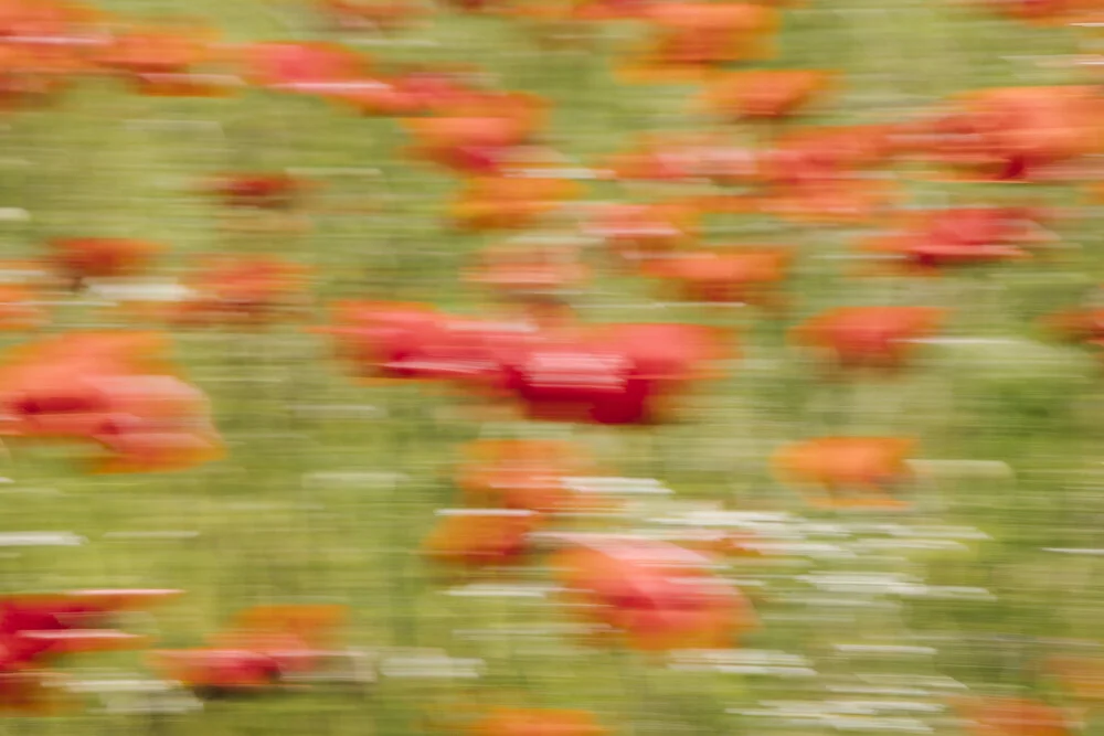 Blurred poppy blossoms - Fineart photography by Nadja Jacke