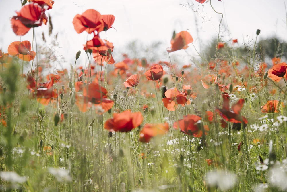 Field of poppies in bloom - Fineart photography by Nadja Jacke