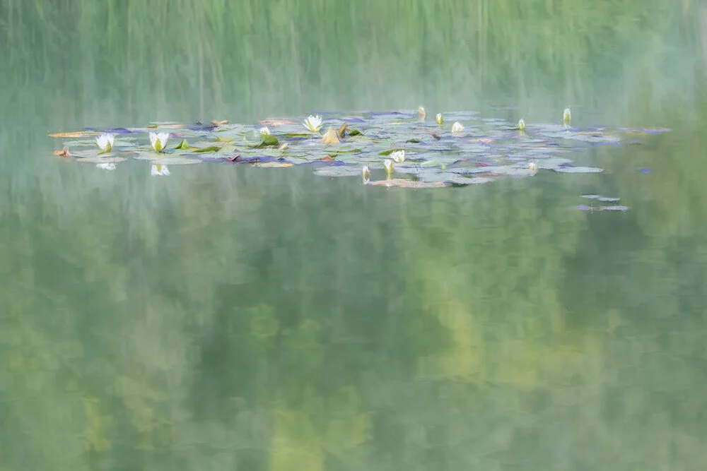 water lily impression - Fineart photography by Roswitha Schleicher-Schwarz