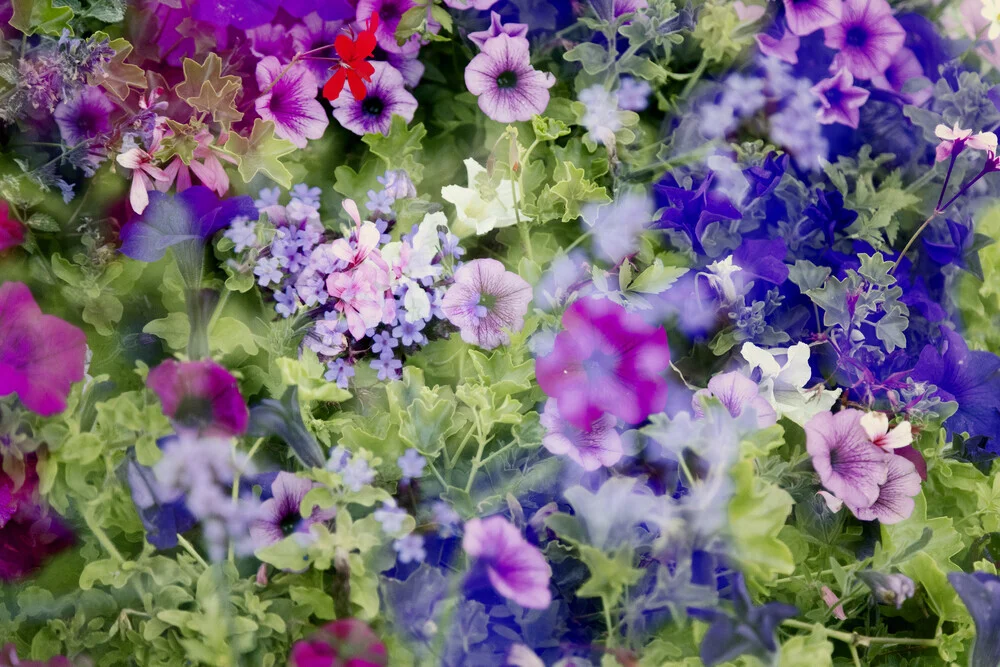 Abstraktes Blüten-Meer - fotokunst von Nadja Jacke