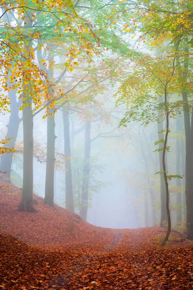 Waldweg im Nebel - fotokunst von Martin Wasilewski