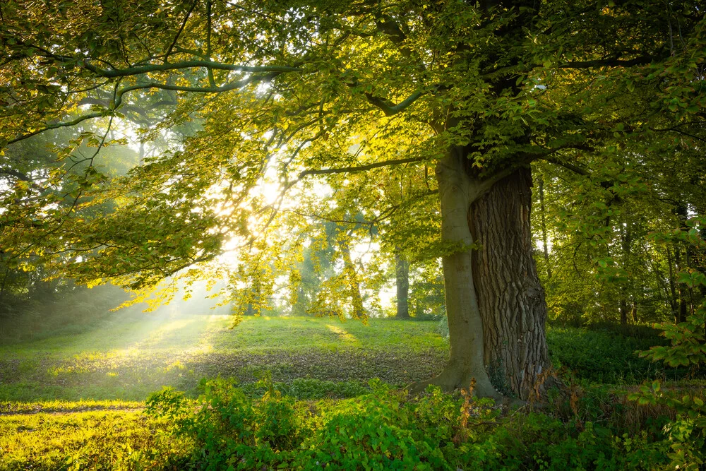 Herbst im Dieskauer Park - fotokunst von Martin Wasilewski